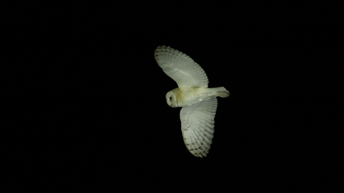 Barn Owl